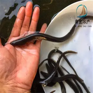 ��ˮŷ�������� �������� �ձ������� �����㼰������ѡ����