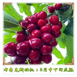 润景农业 3年生大樱桃树苗批发 吉塞拉矮化嫁接 布鲁克斯樱桃苗价格