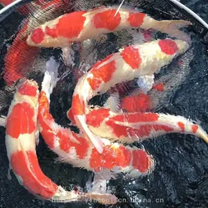 金华锦鲤 锦鲤批发 锦鲤养殖基地 锦鲤活体 观赏鱼活体
