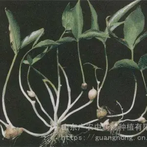 旱半夏四级种子(珠芽),菏泽半夏,半夏种植