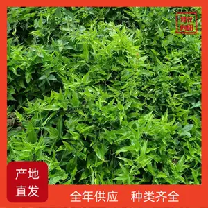 �ٲ����� ��Ҷ��ײ� ��ֲ����ֱ�� �ṩ��ֲ����
