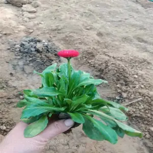 工程组摆草花雏菊，雏菊小苗种植基地，一二年生草花雏菊