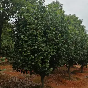 1.5米冠茶花,1.6米冠茶花,1.8米冠茶花,2米冠茶花,2.5米冠茶花,3米冠茶花,3.5米冠茶