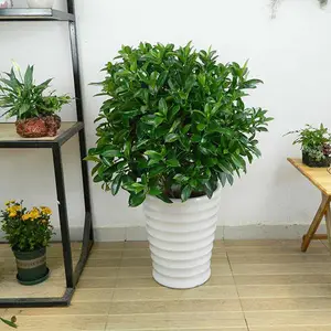 非洲茉莉盆栽植物 合肥同城办公绿化 植物养护