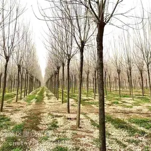 12公分白蜡价格、15公分白蜡树价格(带图)