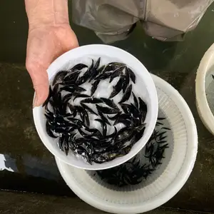 ���������ڱ��� ���������Ͷ��ʱ�� �۴�ˮ�����̷���