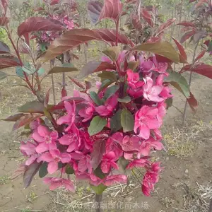7����8����Ѥ������������� �������������ı���һĿ��Ȼ