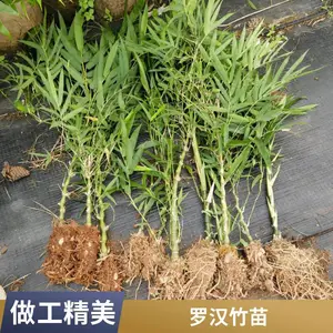 罗汉竹 别墅公园小区绿篱隔断绿化竹子竹苗 四季常青生长旺盛
