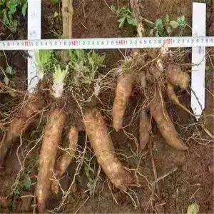 ��̩��ҩ�� ������ֲ����Ķ���� ���ع�Ӧ������