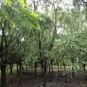 成都本地垂柳四川郫县唐昌基地