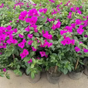��������÷���� 50������÷�۸� �컨����÷���� �ϻ�����÷