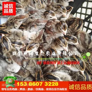 优质珍珠鸡苗批发另有贵妃鸡苗七彩山鸡苗包打疫苗路上运输包成活