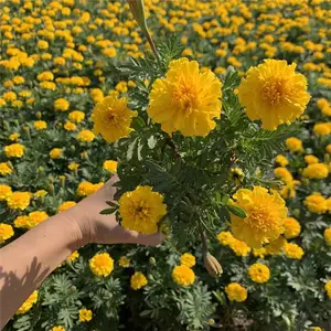山东春泥园艺 存活***的黄色孔雀草花苗