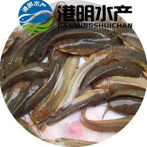 埃及塘鲺大口鲶本地塘鲺苗***格_佛山港明水产养殖基地