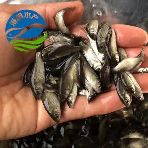 Ĳƽ ʯ�� ���Ǹ۰�������,���������,���� ����