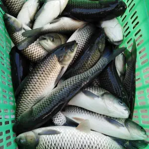 淡水草鱼 草鱼苗 规格齐全 质优价廉