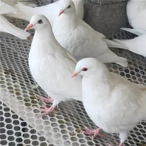 �������ۺ�ƽ��Ը� רҵ�Ŷӷ���ȷ���˳�����С�