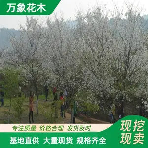 ӣ��԰���̻����� ���� �޽����̻�������ֲ�쾰��ľ
