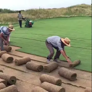 真草坪草皮带泥土四季青种子耐寒别墅庭院带土果岭草皮台湾青草坪