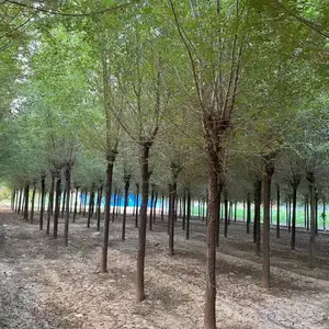 陕西渭南二乔苗木榆树苗基地批发上车价格,3米高榆树苗厂家批发,榆树小苗产地报价