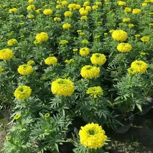 �ɶ���ȸ�ݻ��أ��Ĵ���ȸ��������20-30�߻���ֱ��