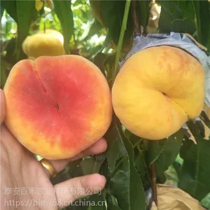 供应中蟠11号桃树苗 早熟黄肉蟠桃苗***格