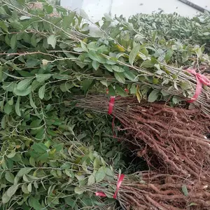 今年钙果苗价格+钙果苗报价+今日钙果苗***格=欧李苗产地