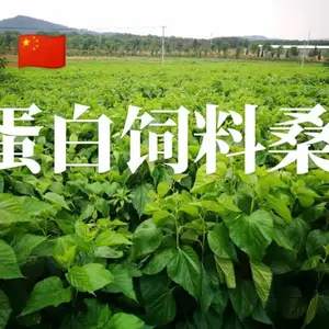 供应抗寒蛋白饲料桑苗{高桥永宁桑苗站}
