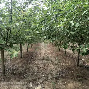 ���� ����������� ������������ؾ�Ӫ ����ũҵ