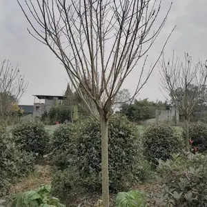 �� ��8�����ձ���ӣ���� �е���������� ֱ��������ӣ��