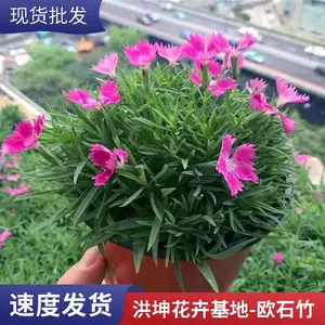 欧石竹 基地直销 草坪花卉景区花卉工程花苗 时令草花品种