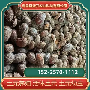 技术培训 土元养殖 土鳖虫地鳖虫 药用价值可养殖