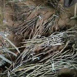 山东核桃苗种植基地,嫁接核桃苗哪里便宜