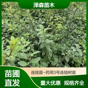 连翘苗产地 | 药用连翘苗供应商 | 1-2-3年生连翘苗