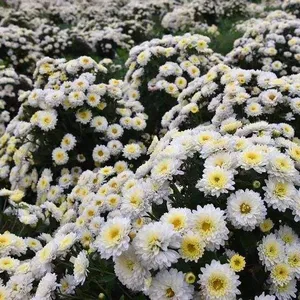 亳州种植基地大量批发高产抗病北京菊