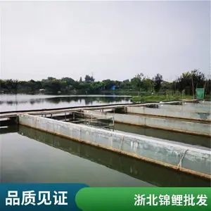 大正锦鲤大型锦鲤批发基地规格齐全健康有保障 基地可考察可上门挑鱼花色多样义力锦鲤