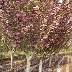 ����4����5����ӣ�� �ձ���ӣ ��ӣ ӣ��С�� ͥԺ����С���̻�