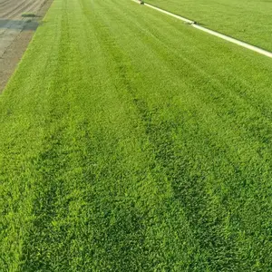 河北石家庄地区冷季型高羊茅混播草坪供应方案