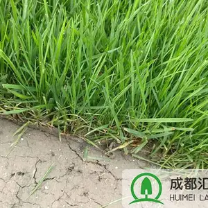 高羊茅草坪 黑麦草草皮 混播草草捆草卷