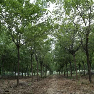 精品皂角树,工程苗、苗圃定植苗绿化效果好