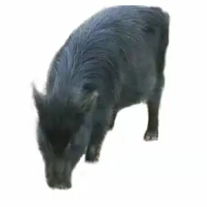 江苏连云港哪有藏香猪养殖基地