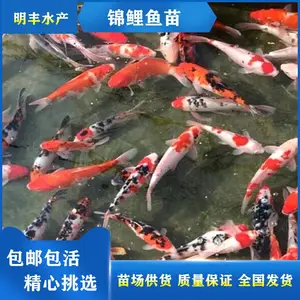 锦鲤鱼苗养殖基地 三色昭和红白鱼苗观赏鱼苗供应 【诚信经营】