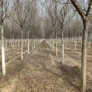 2024年新供应三角枫 三角枫种植基地 三角枫苗圃批发