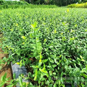 大叶扶芳藤树苗 扶芳藤60厘米长 小叶扶芳藤 护坡绿篱 道路绿化苗圃