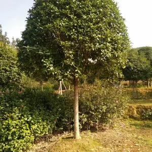 �������������ͥԺ���ܽ�𵤹��ļ�����