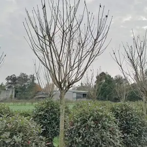 �� ��8�����ձ���ӣ���� �е���������� ֱ��������ӣ��