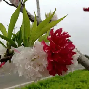 ���һ��������������һ���ľ�� �� �һ� ���ؾ�6����30Ԫ�ϳ�