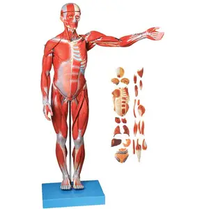 医博 人体全身肌肉解剖附内脏模型 人体器官解剖展示模型 BIX-A1103