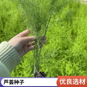鑫航育 6 号芦笋种子 北京通州基地直供 无性系杂交一代 97% 优质笋率京版种