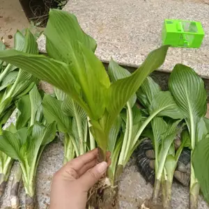 ���Գ�����Ҷ����С������·�߹�����ֲ�̻���̳������׺